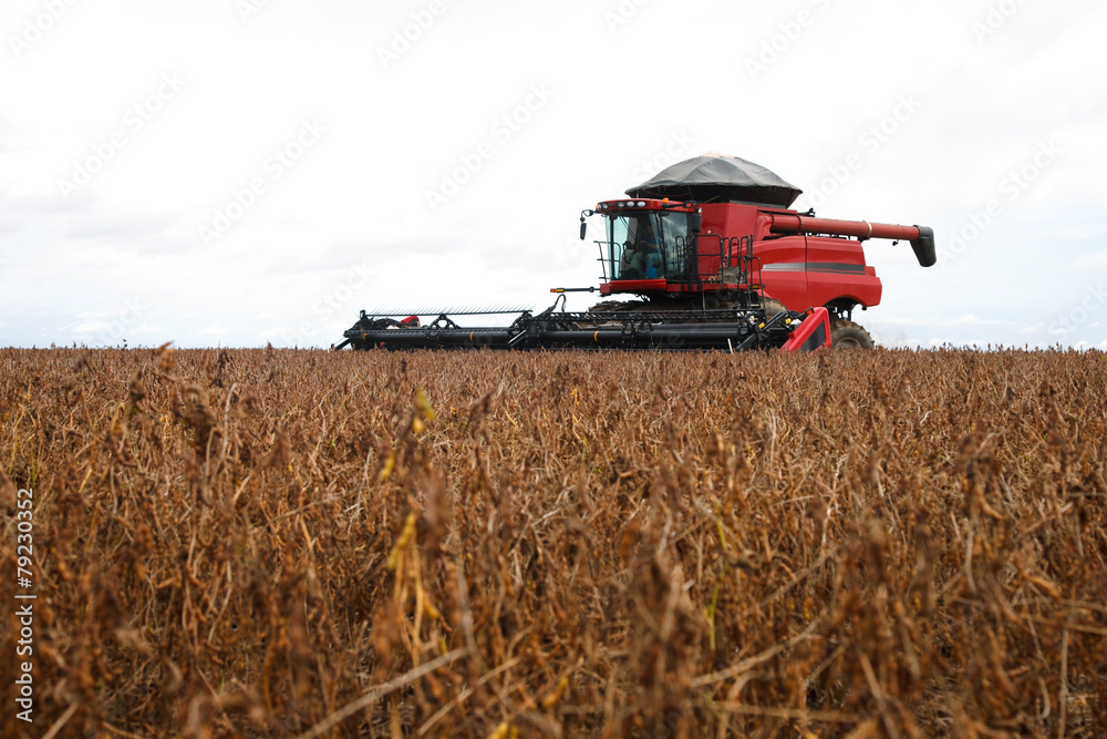 Fototapeta premium Harvester making harvesting soybean field .