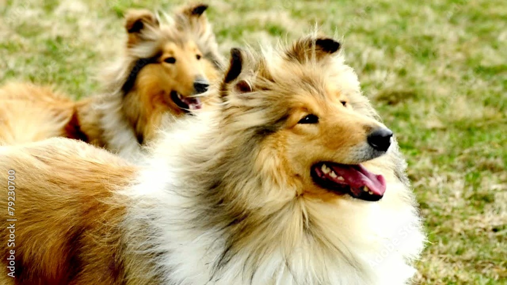 Collies, reinrassig, männlich, weiblich Collies, reinrassig, männlich, weiblich