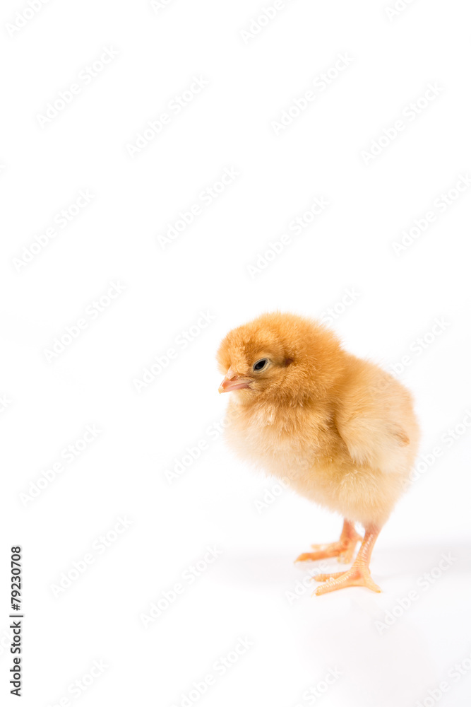 Easter Chicken on white background, Easter card isolated Easter Chicken on white background, Easter card isolated