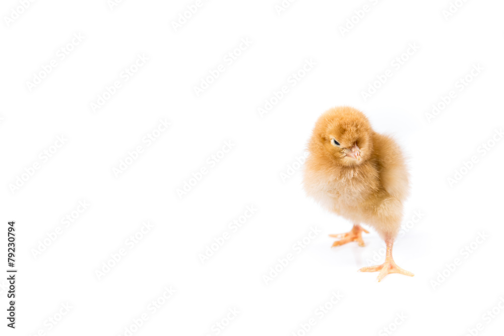 Obraz premium Easter Chicken on white background, Easter card isolated