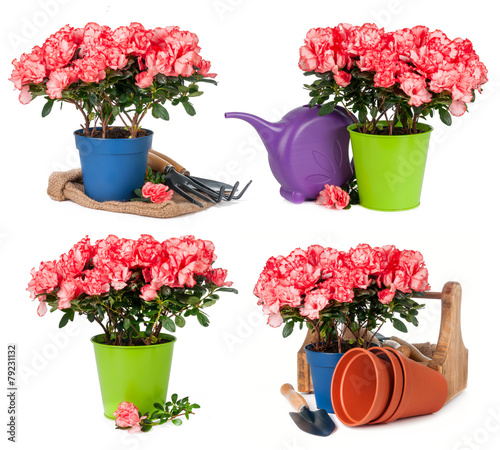 Tulips in pots isolated