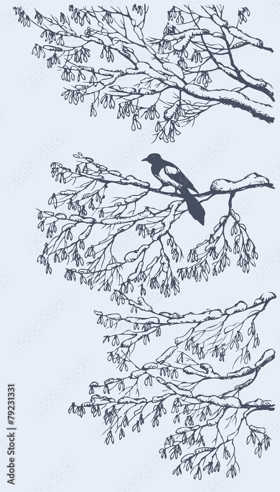 Magpie on the branches of ash tree. Vector sketch