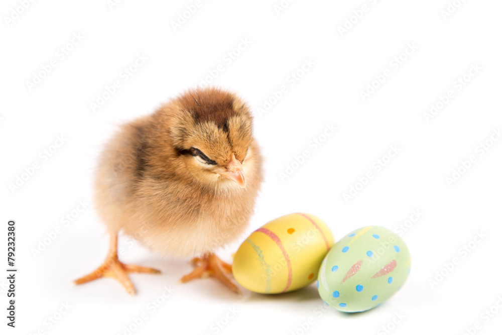 Funny Easter Chicken, Easter Eggs on white background isolated