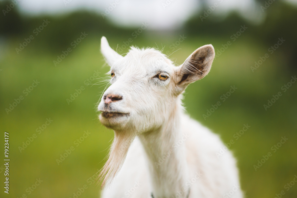 Portrait of goat