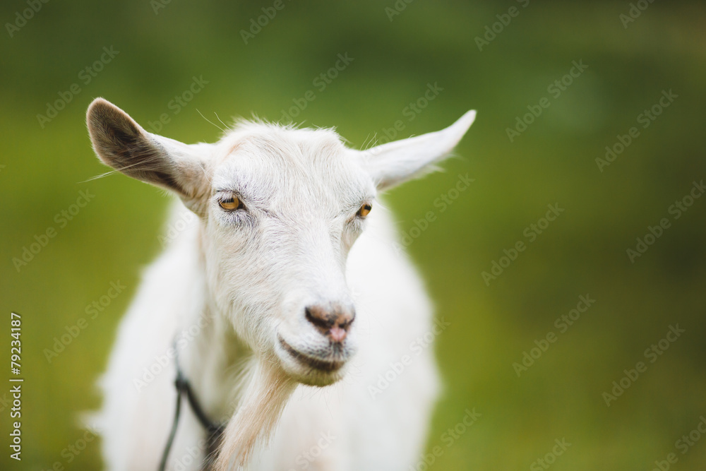 Obraz premium Portrait of goat