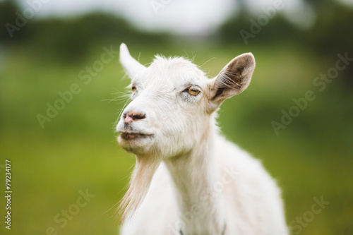 Portrait of goat © castenoid