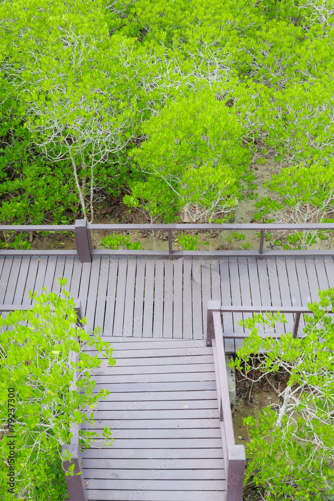 mangrove forest walkway