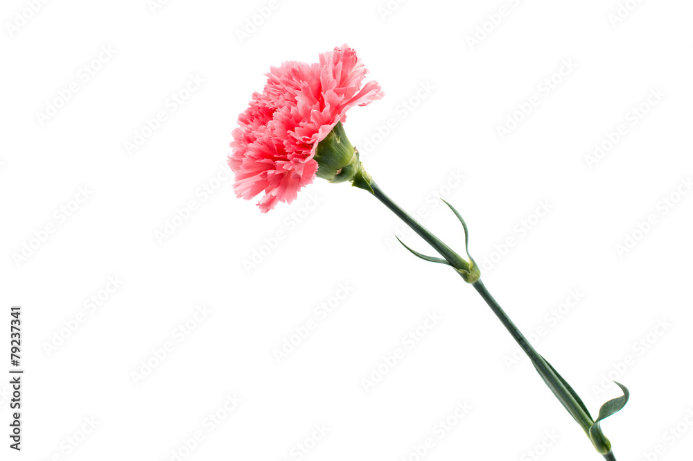 carnation flower