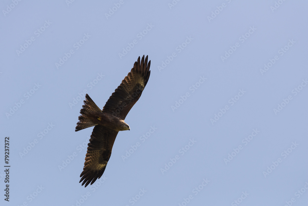 Fototapeta premium Black kite at Ein Afek
