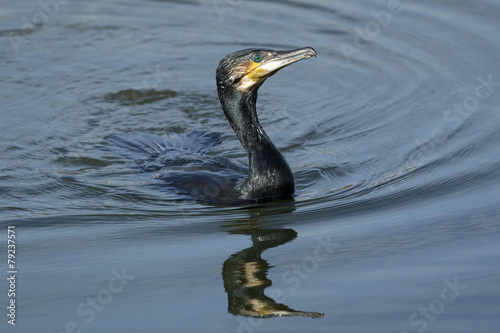 Great cormorant © mdalla
