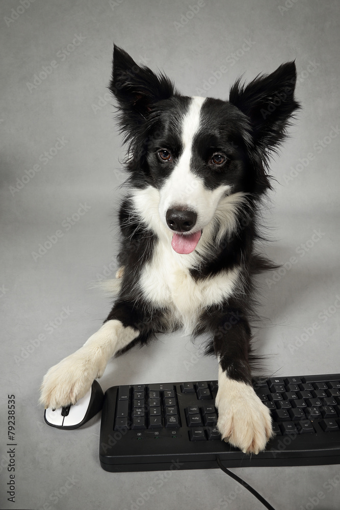 chien border Collie avec ordinateur Stock Photo | Adobe Stock