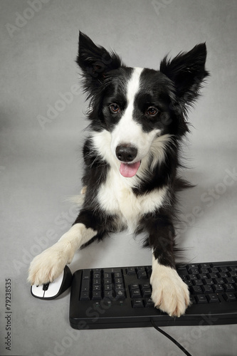 pies-z-komputerem