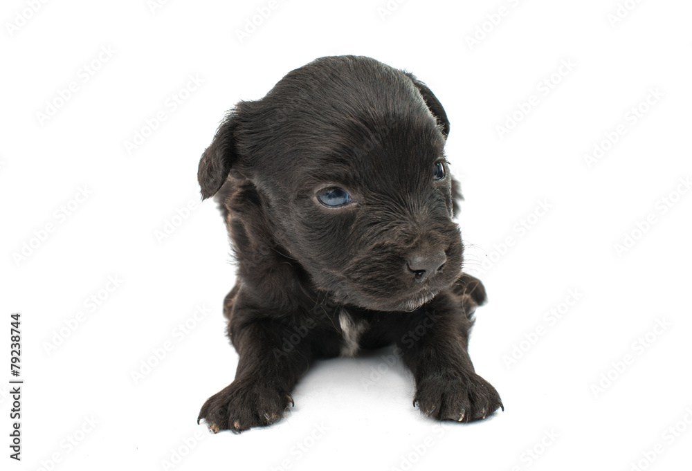 Obraz premium spaniel puppies
