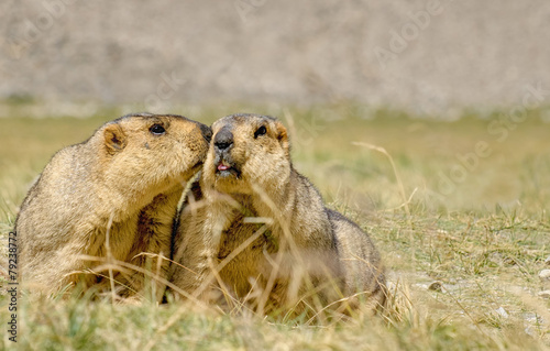Himalayan marmots pair kissing in open grassland, Ladakh, India