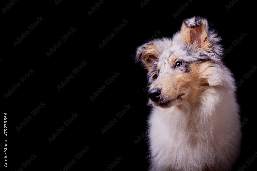 Collie Baby