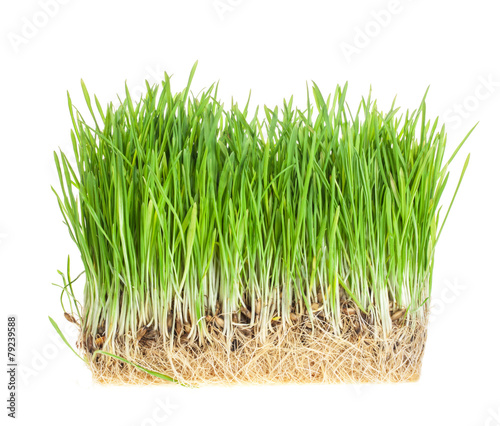 fresh green grass isolated on white background