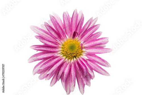 pink chrysanthemum