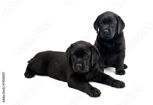 labrador puppy