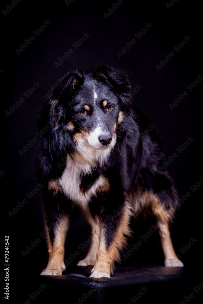 Fototapeta premium Border Collie Mischling im Studio