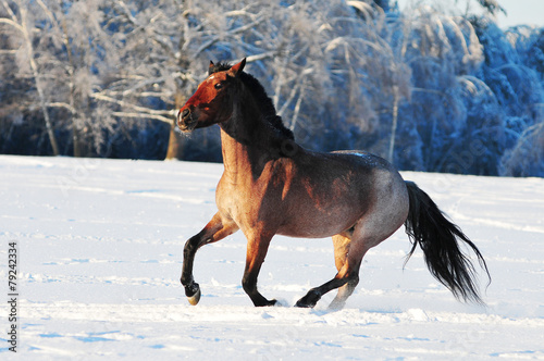 roan horse in winter field
