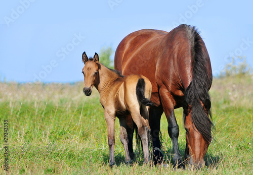 draft mare and foal in summer pasture