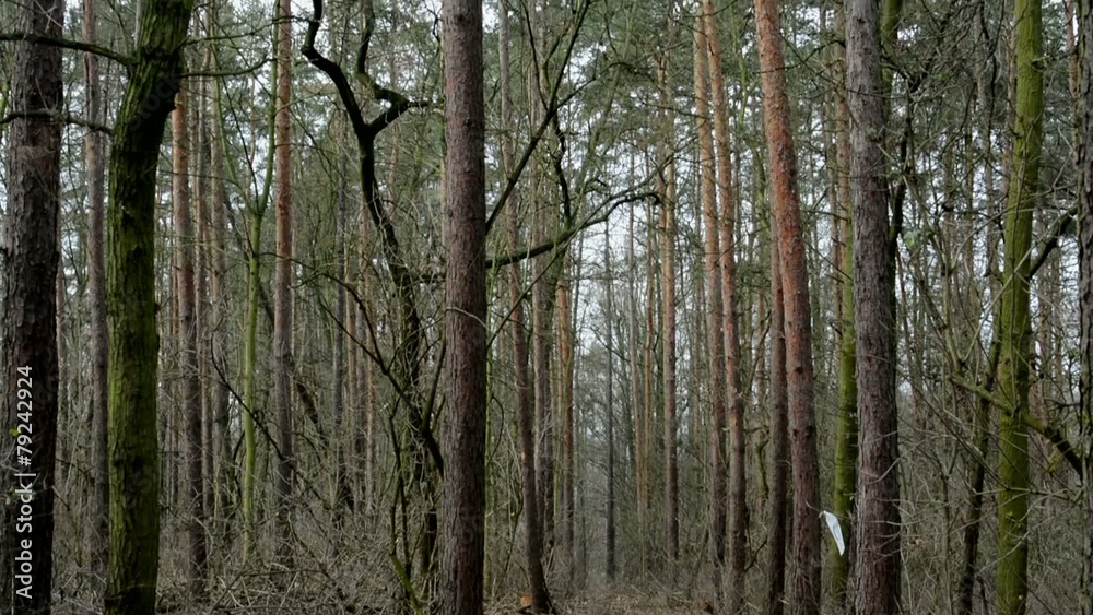 winter bare forest - treetop - cloudy winter bare forest - treetop - cloudy