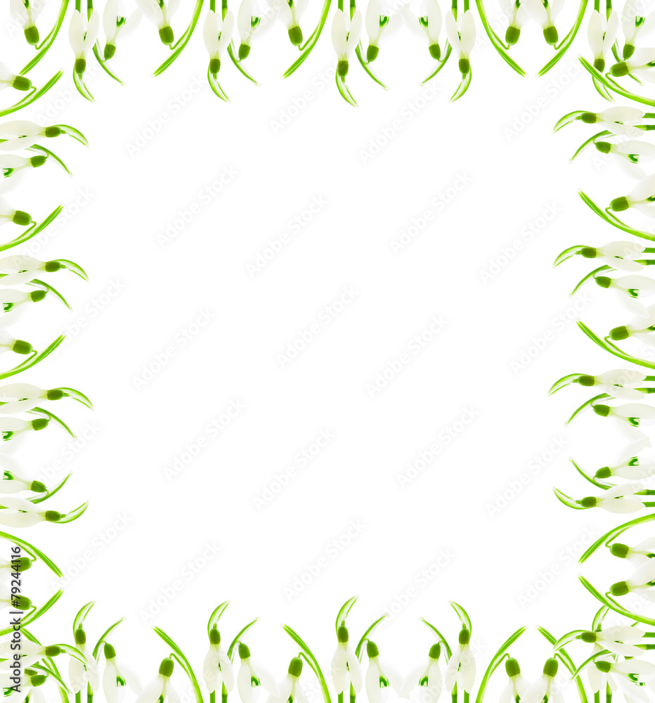 frame from flowers of snowdrops on a white background