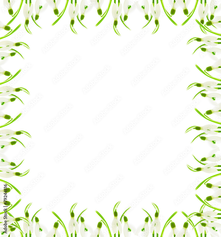 frame from flowers of snowdrops on a white background frame from flowers of snowdrops on a white background