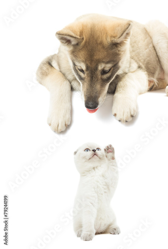 dog looking down at the kitten