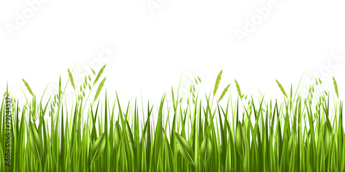 Grass isolated on white background