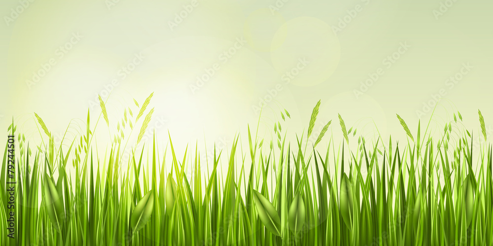 Sunrise in grass, vector illustration Sunrise in grass, vector illustration