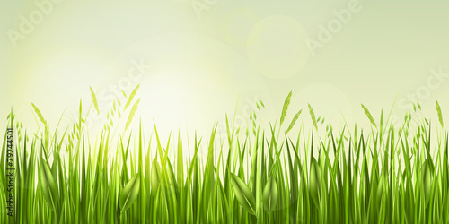 Sunrise in grass, vector illustration