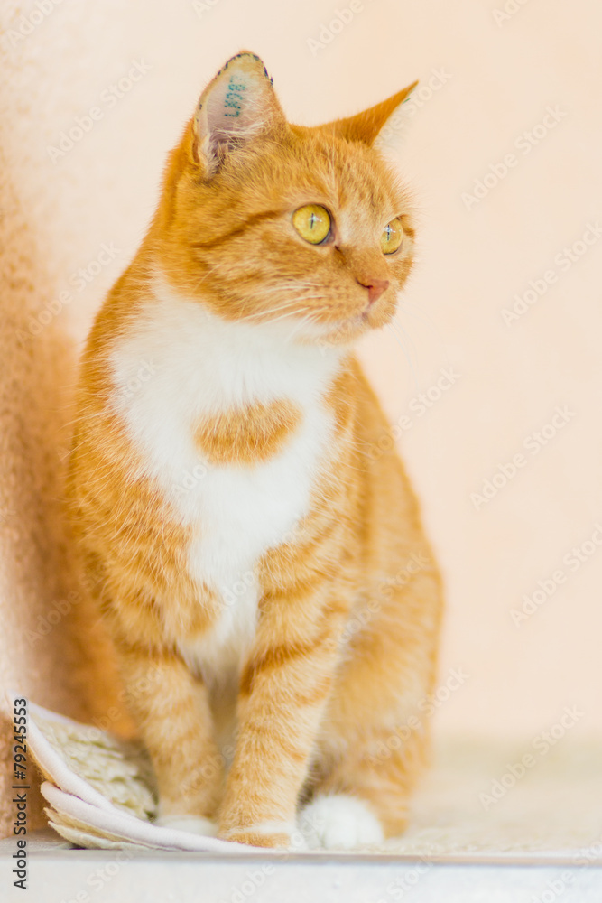 Fototapeta premium Rotgetigerte Katze