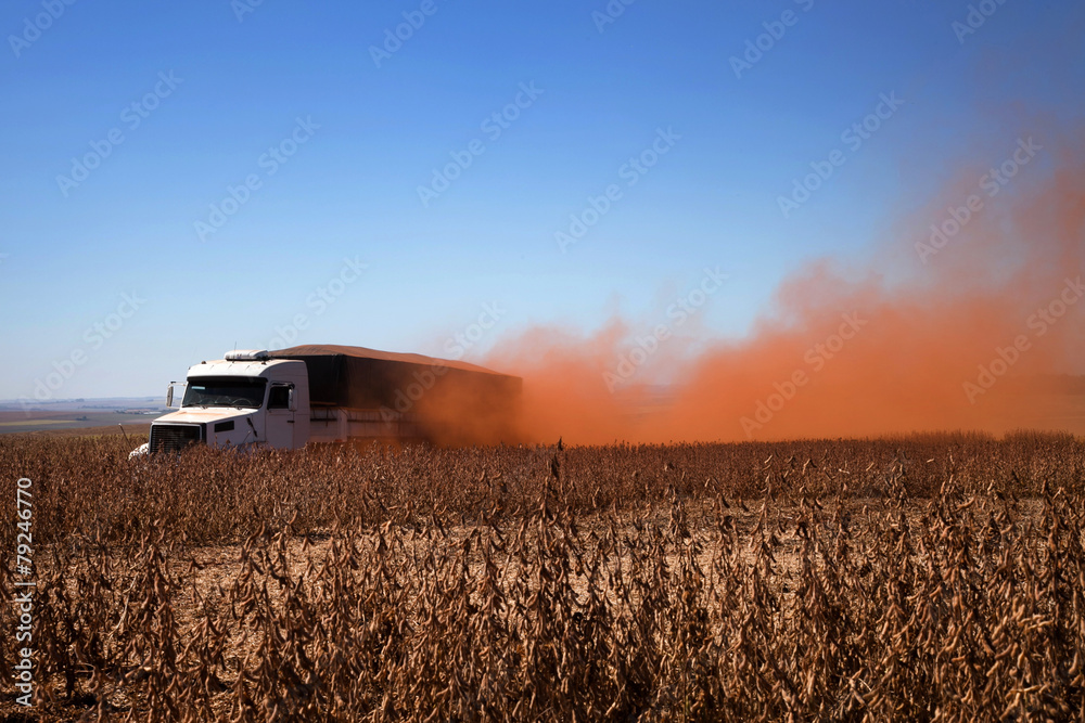 Fototapeta premium Truck carrying soybeans at harvest.