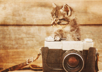 Cute kitten with old photo camera, vintage image