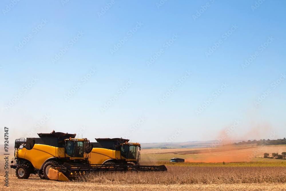 Fototapeta premium Agricultural machine harvesting soybean field.