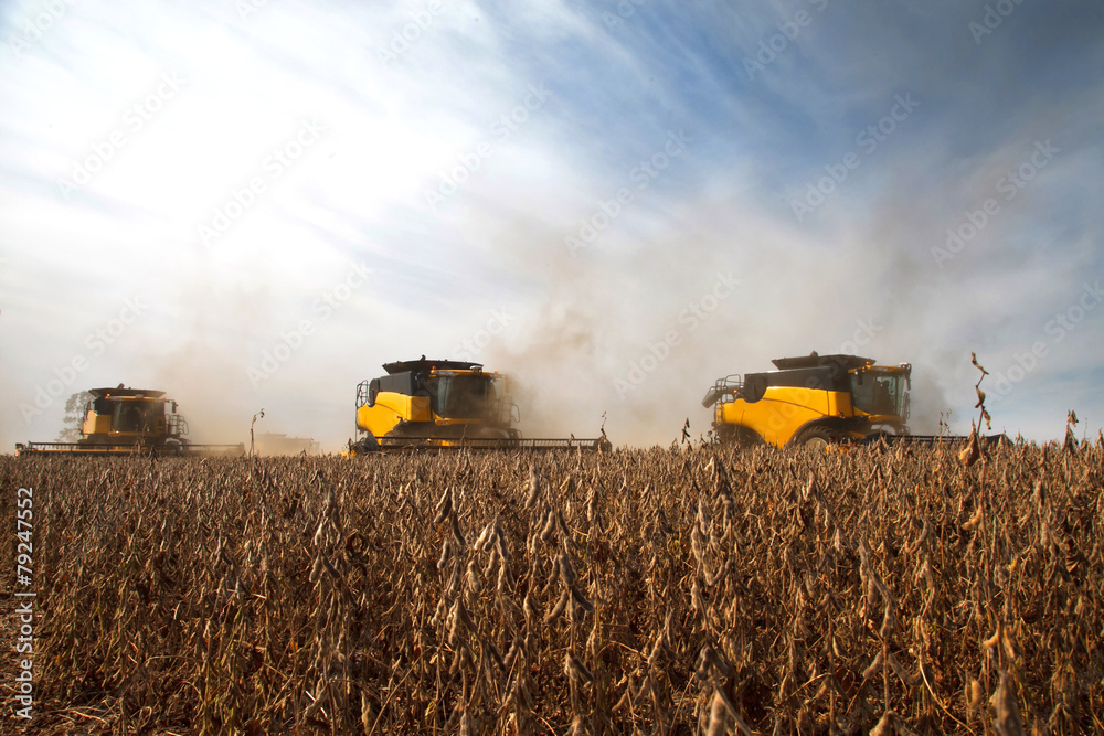 Naklejka premium Soy harvest.