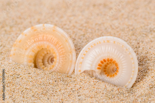 shell on the sand