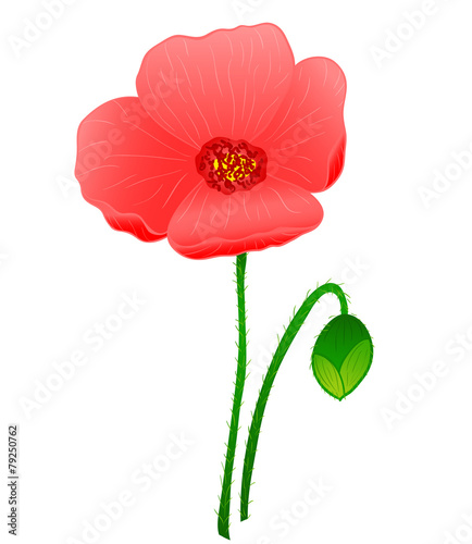 Fototapeta Naklejka Na Ścianę i Meble -  red poppy flower