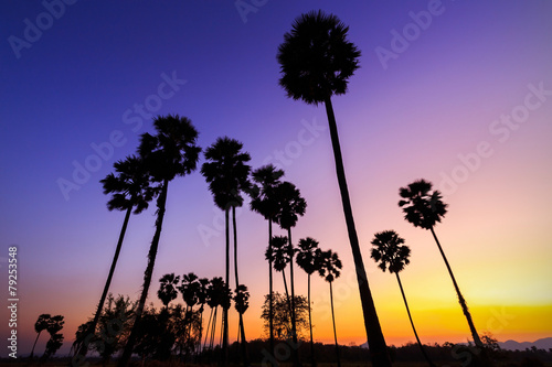 Landscape silhouette sugar palm tree at sunset