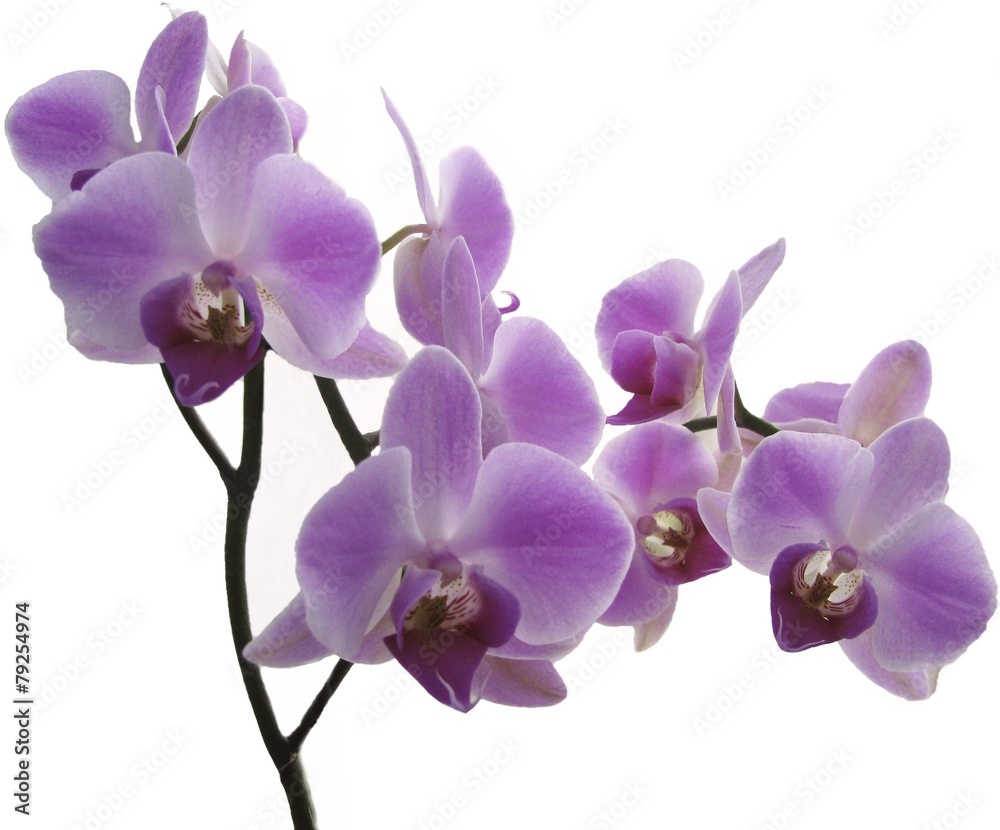 lilac orchids lilac orchids