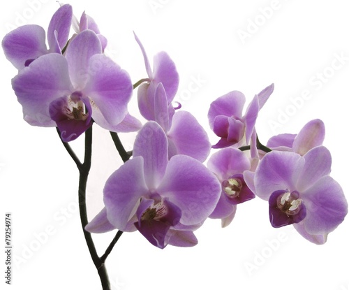 lilac orchids