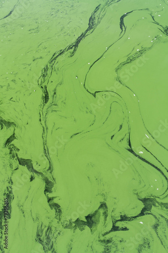 Fototapeta Naklejka Na Ścianę i Meble -  blue-green algae or Cyanophyta from above