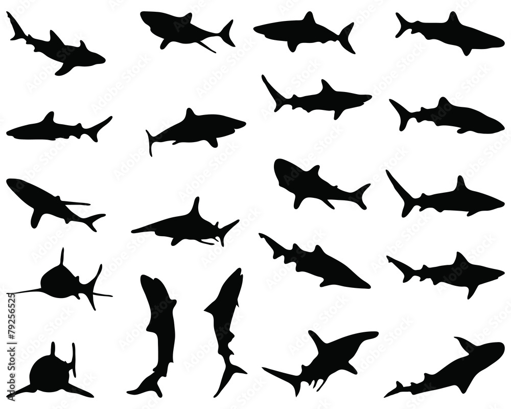 Black silhouette of sharks, vector illustration Black silhouette of sharks, vector illustration