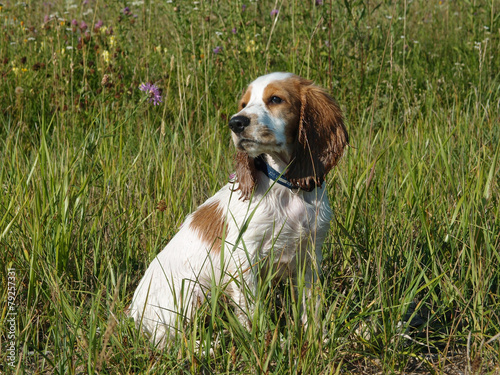 The portrait of sitting red and white puppy of spaniel