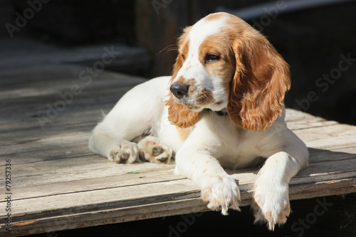 red and white puppy of spaniel relax on the porch in sunny day