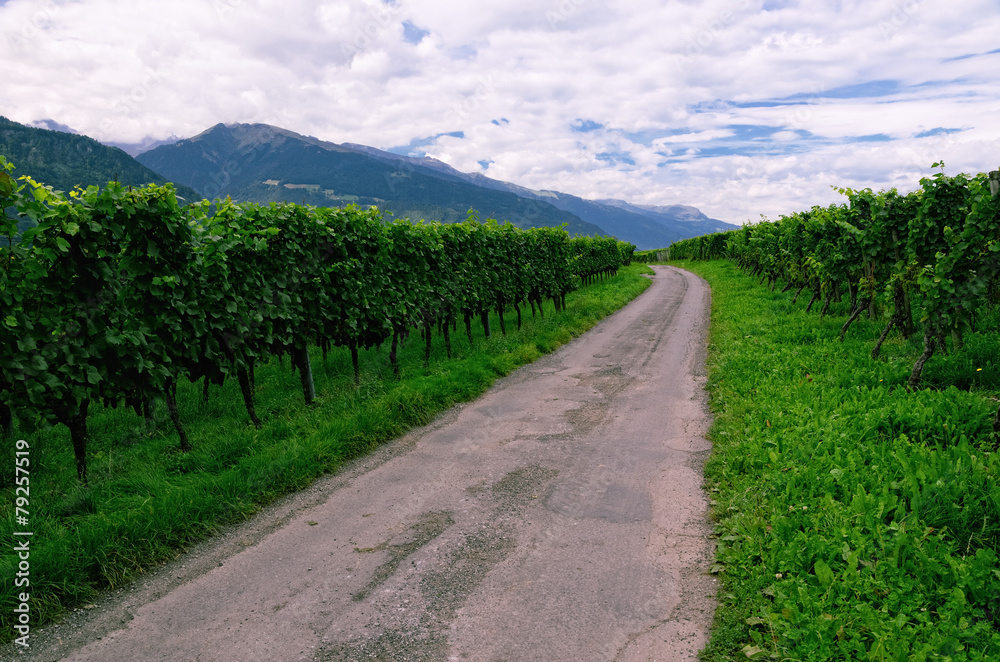 Vineyard in Rhine Valley, Switzerland, with Grapes Ripening