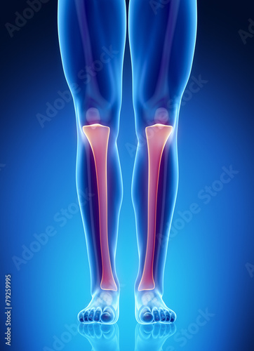 Male bone anatomy tibia photo