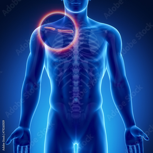 Male bone anatomy clavicle photo