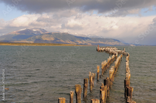 King Cormorant colony. Puerto Natales. photo